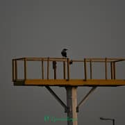 DSC 0565
