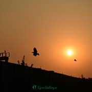 DSC 0590