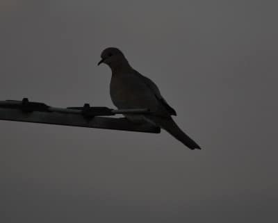 DSC 0051
