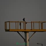 DSC 0565
